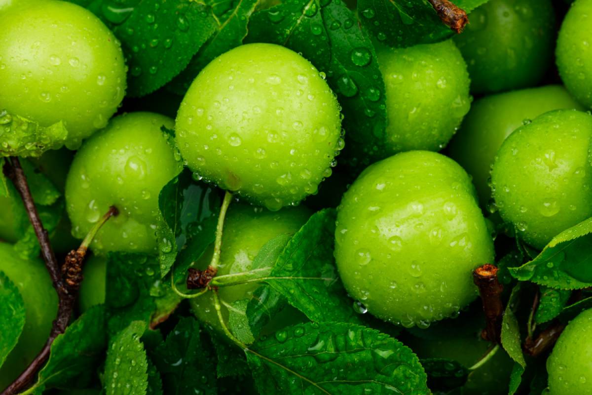 خواص گوجه سبز یا آلوچه